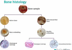 histology methods for bone and cartilage free